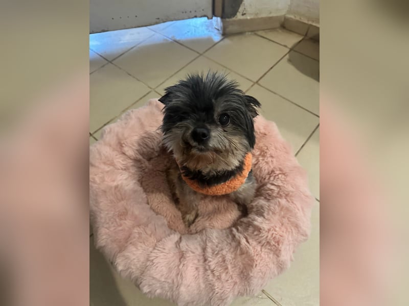 Kleiner Tierschutzhund Dan ❤️ mit großem Charakter sucht sein Zuhause