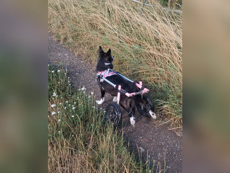 Folto ❤️ kleine Kämpferin sucht ihr Für-immer-Zuhause