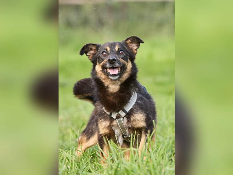 Kilka ❤️ kleine Begleiterin sucht liebevolle Menschen