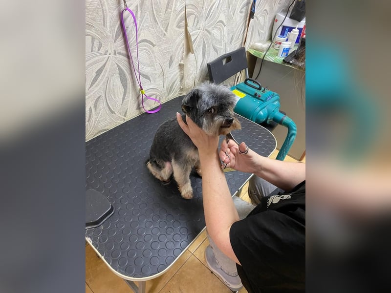 Kleiner Tierschutzhund Dan ❤️ mit großem Charakter sucht sein Zuhause