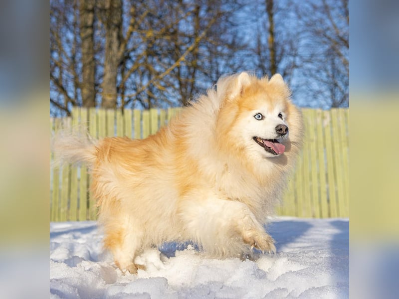 Freundlicher, menschenbezogener Rüde „Bundy ❤️“ aus dem Tierschutz