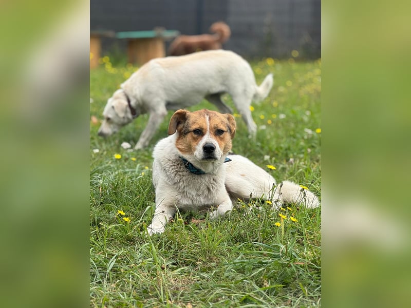 Sanfte Seele Irma ❤️ in 04600 Altenburg sucht Zuhause