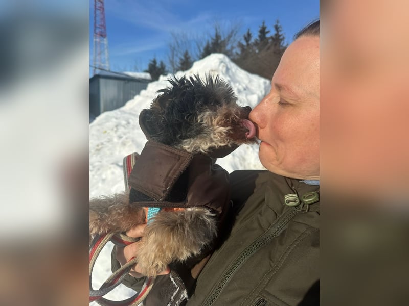 Kleiner Tierschutzhund Dan ❤️ mit großem Charakter sucht sein Zuhause