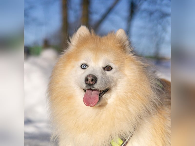 Freundlicher, menschenbezogener Rüde „Bundy ❤️“ aus dem Tierschutz