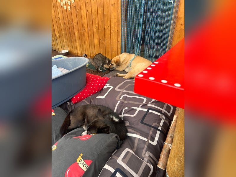 Folto ❤️ kleine Kämpferin sucht ihr Für-immer-Zuhause