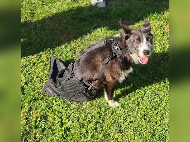 Folto ❤️ kleine Kämpferin sucht ihr Für-immer-Zuhause