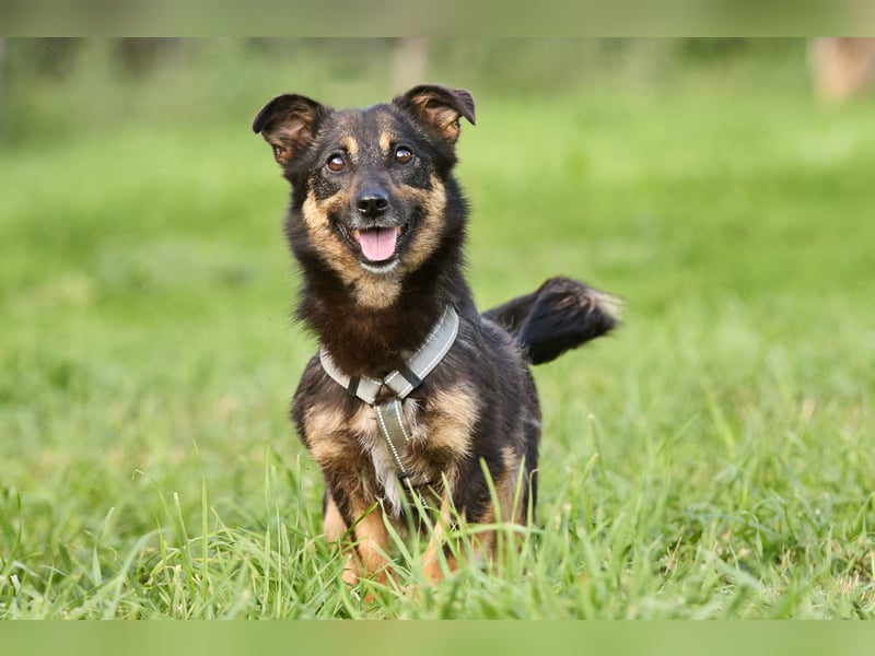 Kilka ❤️ kleine Begleiterin sucht liebevolle Menschen