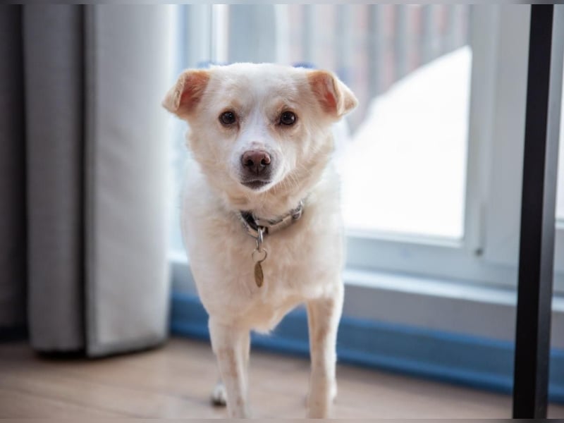 Freundliche kleine Hündin Goga ❤️ sucht ein Zuhause