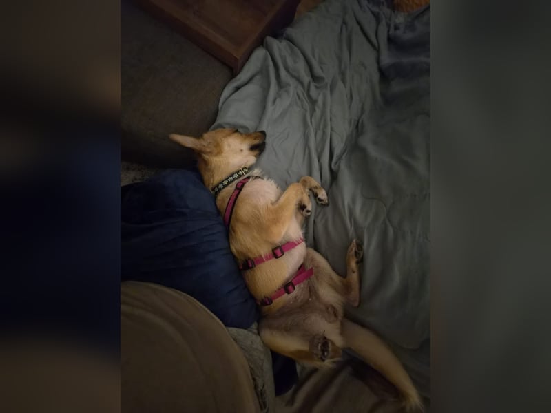 Kuschelige und lernbereite Tasia ❤️ sucht ein passendes Zuhause