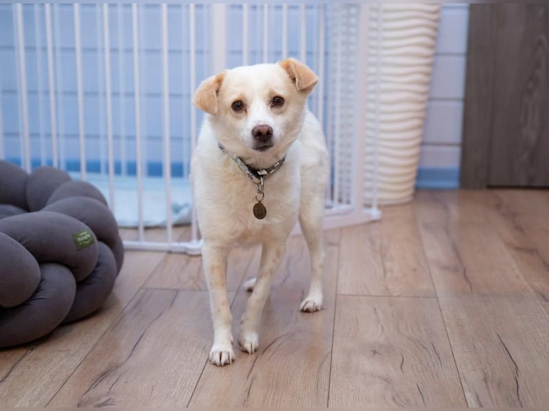 Freundliche kleine Hündin Goga ❤️ sucht ein Zuhause