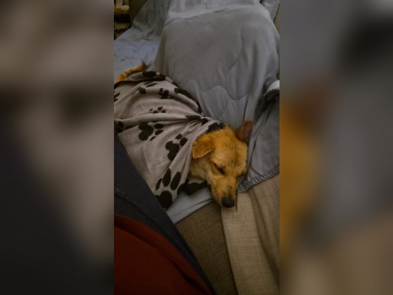 Kuschelige und lernbereite Tasia ❤️ sucht ein passendes Zuhause