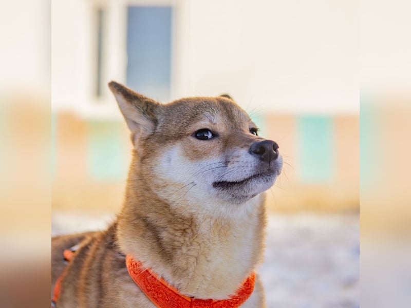 Suna ❤️ sucht ein ruhiges Zuhause mit Herz und Verständnis