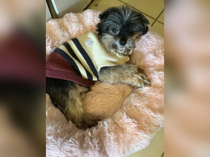 Kleiner Tierschutzhund Dan ❤️ mit großem Charakter sucht sein Zuhause