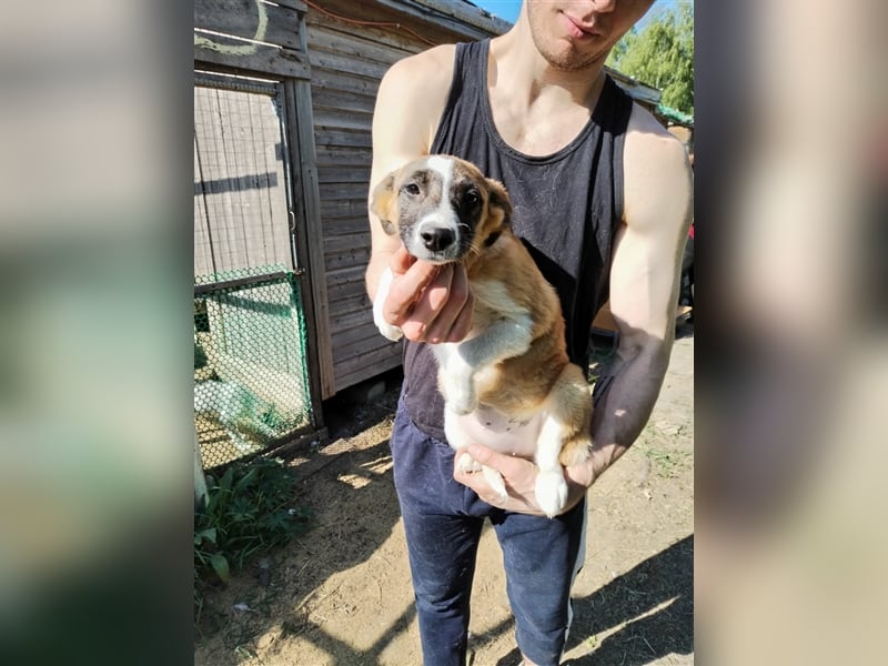 Wunderschöne Rania❤️sucht Zuhause bei liebevoller Familie