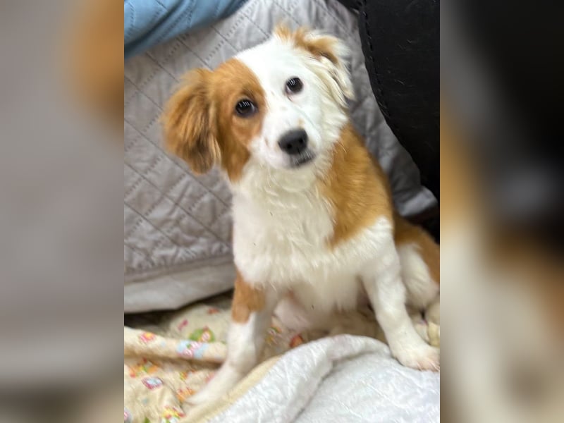 Volna ❤️ kleine Kämpferin mit großem Herzen sucht ihre Herzensmenschen