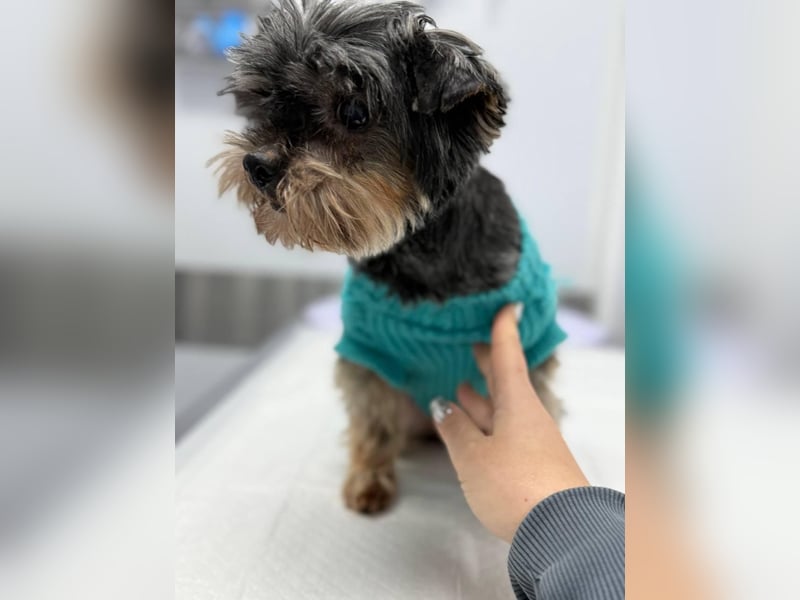 Kleiner Tierschutzhund Dan ❤️ mit großem Charakter sucht sein Zuhause