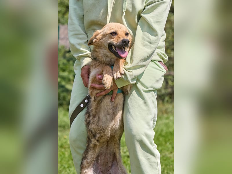 Zaria ❤️ kleine, freundliche Hündin sucht ihr Zuhause