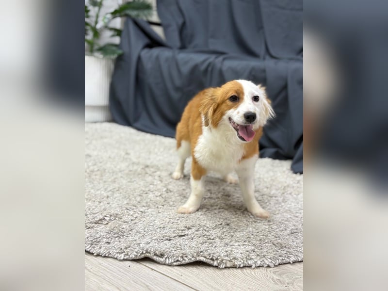 Volna ❤️ kleine Kämpferin mit großem Herzen sucht ihre Herzensmenschen