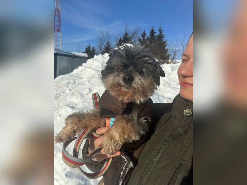 Kleiner Tierschutzhund Dan ❤️ mit großem Charakter sucht sein Zuhause