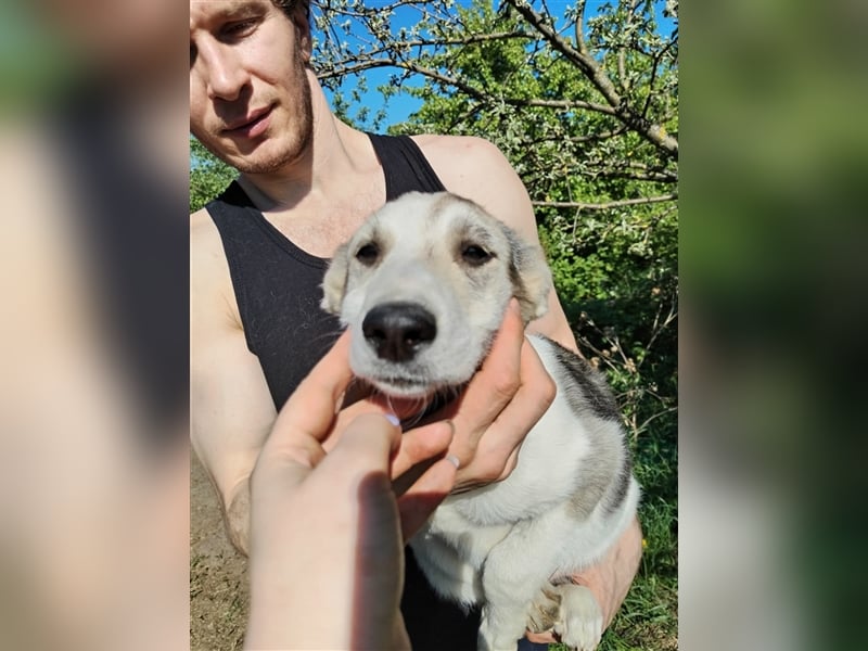 Niedliche Welpenmaus Rina❤️sucht Menschen mit Fingerspitzengefühl