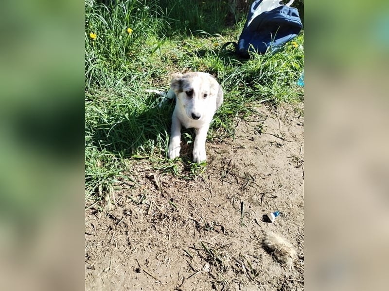 Niedliche Welpenmaus Rina❤️sucht Menschen mit Fingerspitzengefühl