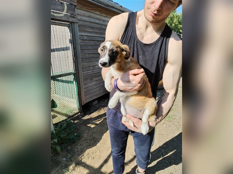 Wunderschöne Rania❤️sucht Zuhause bei liebevoller Familie