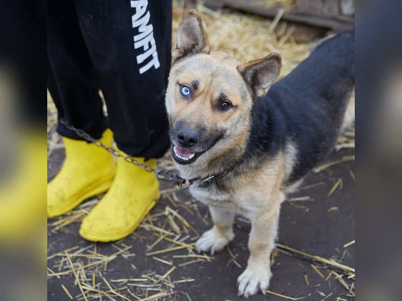 Hübscher, freundlicher Paspartu❤️sucht Pflege- oder Endstelle