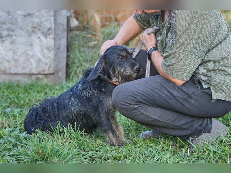 Lebhafter Tierschutzhund Twix❤️ sucht liebevolles Zuhause