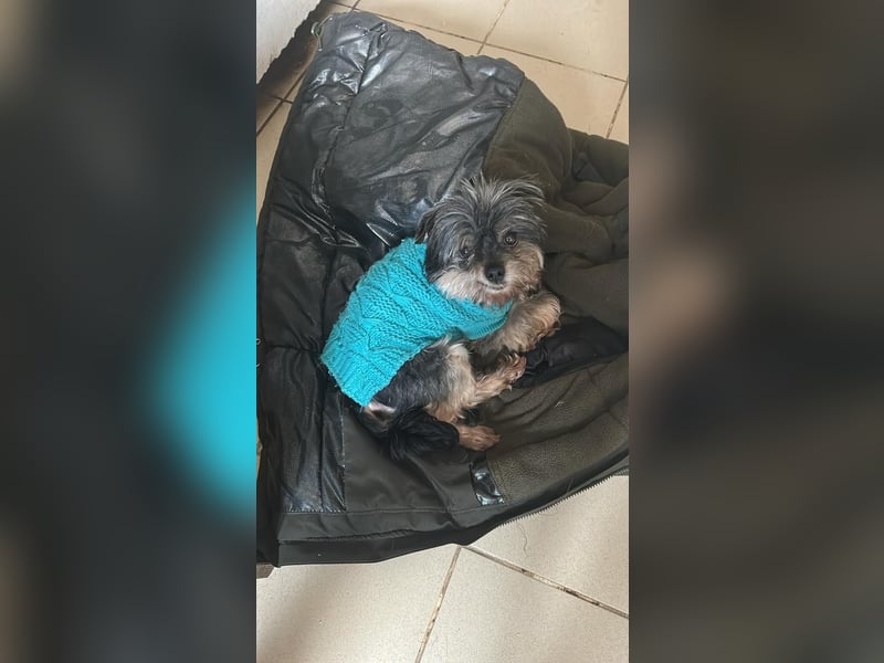 Kleiner Tierschutzhund Dan ❤️ mit großem Charakter sucht sein Zuhause