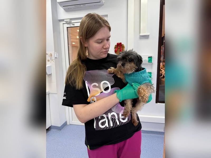 Kleiner Tierschutzhund Dan ❤️ mit großem Charakter sucht sein Zuhause