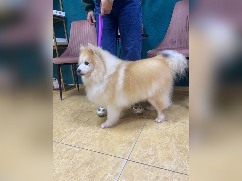 Freundlicher, menschenbezogener Rüde „Bundy ❤️“ aus dem Tierschutz