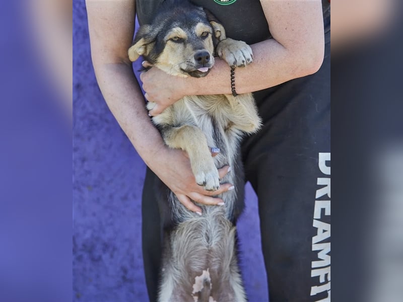 Kleiner liebenswerter Tierschutzhund Nalo❤️sucht seine Menschen