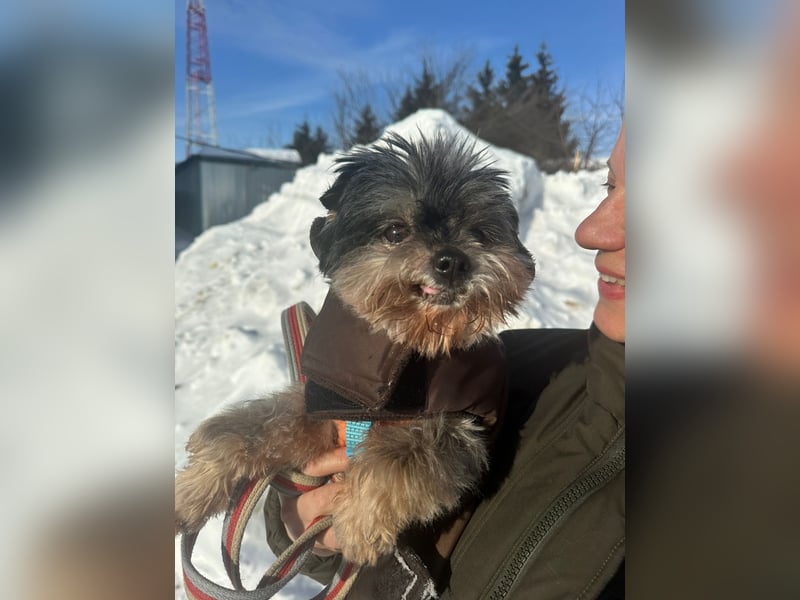 Kleiner Tierschutzhund Dan ❤️ mit großem Charakter sucht sein Zuhause