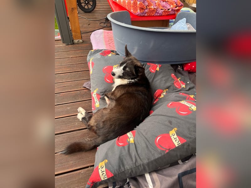 Folto ❤️ kleine Kämpferin sucht ihr Für-immer-Zuhause