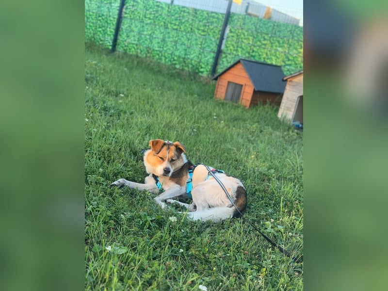Sanfte Seele Irma ❤️ in 04600 Altenburg sucht Zuhause