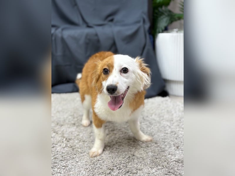 Volna ❤️ kleine Kämpferin mit großem Herzen sucht ihre Herzensmenschen