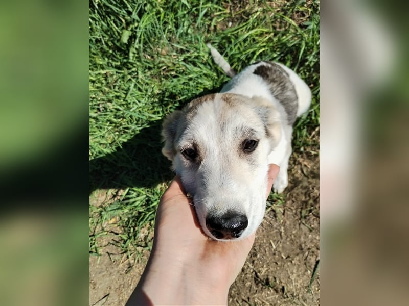 Niedliche Welpenmaus Rina❤️sucht Menschen mit Fingerspitzengefühl