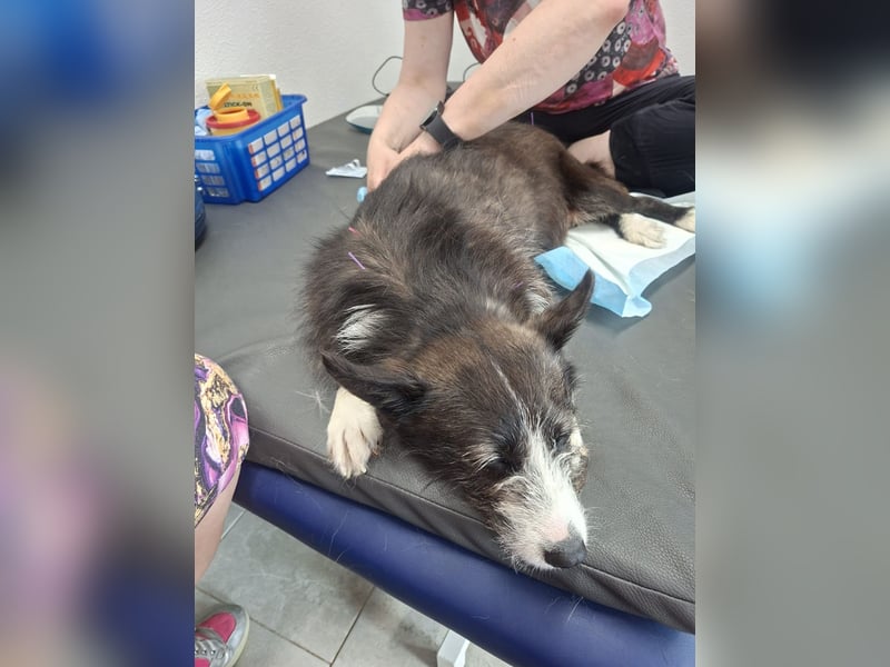 Folto ❤️ kleine Kämpferin sucht ihr Für-immer-Zuhause