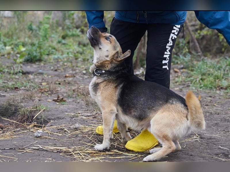 Hübscher, freundlicher Paspartu❤️sucht Pflege- oder Endstelle