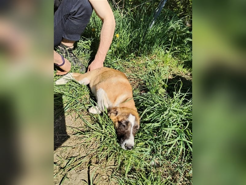 Wunderschöne Rania❤️sucht Zuhause bei liebevoller Familie