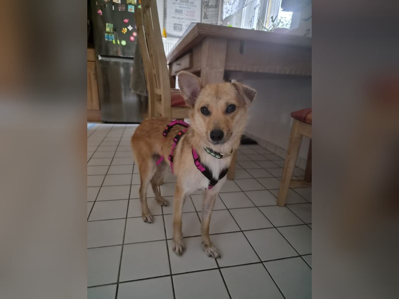Kuschelige und lernbereite Tasia ❤️ sucht ein passendes Zuhause