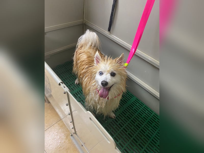 Freundlicher, menschenbezogener Rüde „Bundy ❤️“ aus dem Tierschutz