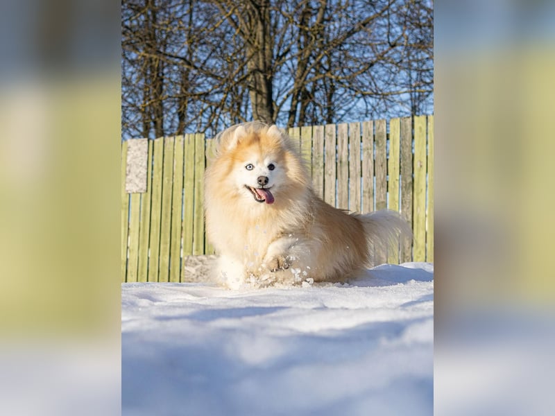 Freundlicher, menschenbezogener Rüde „Bundy ❤️“ aus dem Tierschutz
