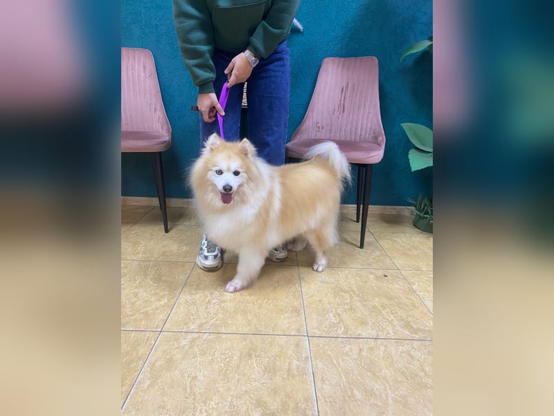 Freundlicher, menschenbezogener Rüde „Bundy ❤️“ aus dem Tierschutz