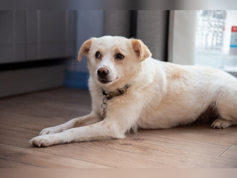 Freundliche kleine Hündin Goga ❤️ sucht ein Zuhause