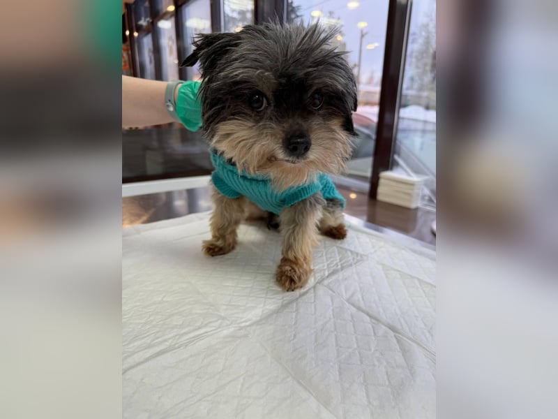 Kleiner Tierschutzhund Dan ❤️ mit großem Charakter sucht sein Zuhause