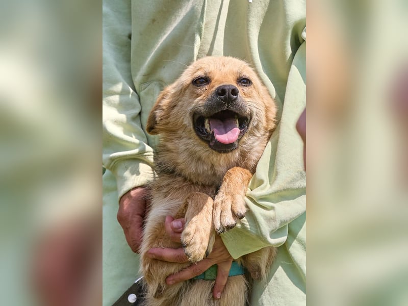 Zaria ❤️ kleine, freundliche Hündin sucht ihr Zuhause