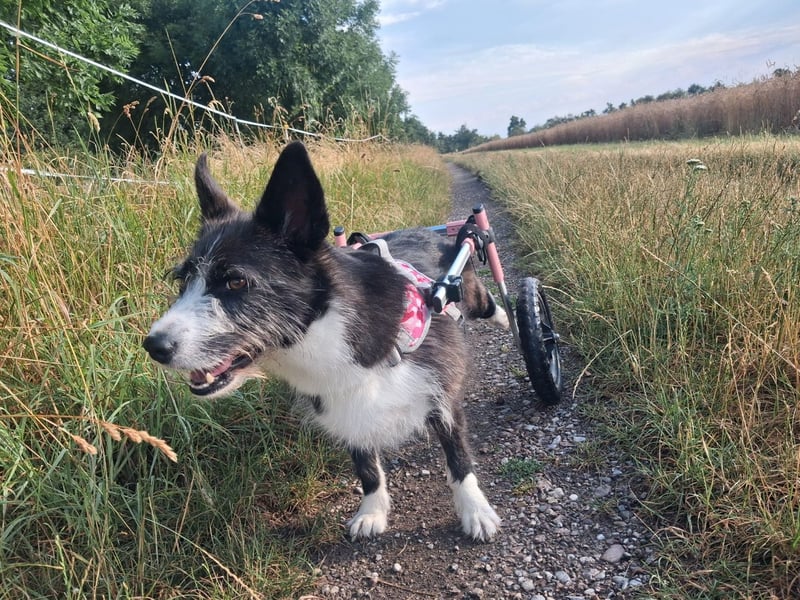 Folto ❤️ kleine Kämpferin sucht ihr Für-immer-Zuhause