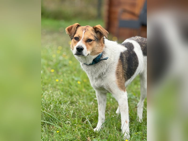 Sanfte Seele Irma ❤️ in 04600 Altenburg sucht Zuhause