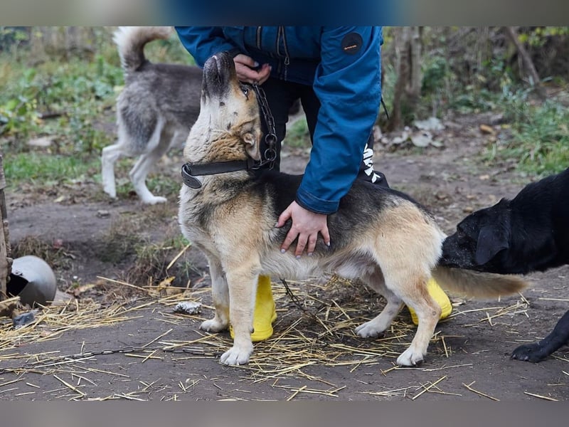 Hübscher, freundlicher Paspartu❤️sucht Pflege- oder Endstelle